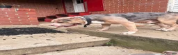 American Bully dogs for sale: Harley - Ad 17