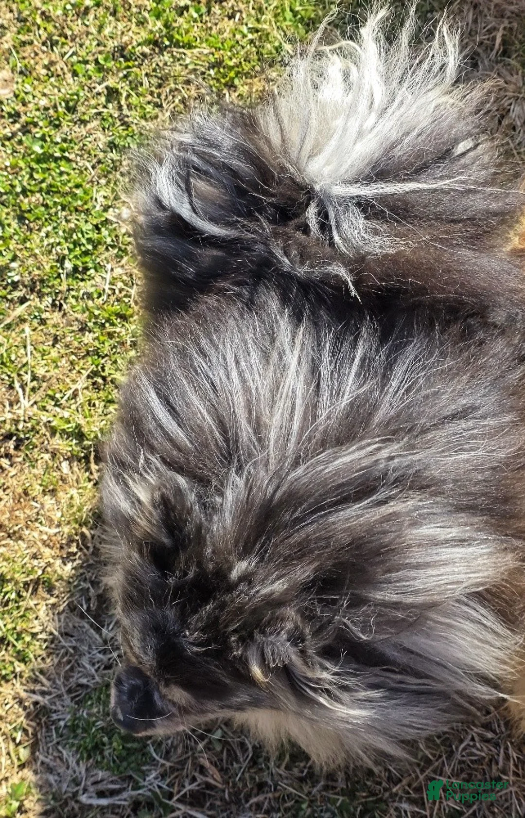 Pomeranian dogs for sale: Speckles - Dominate Black Male - One Blue Eye - Ad 11