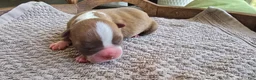 Boston Terrier dogs for sale: Boston Terrier Puppy 4 - Ad 2