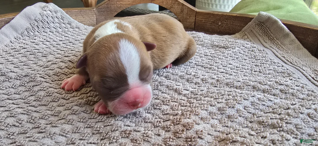 Boston Terrier dogs for sale: Boston Terrier Puppy 4 - Ad 2