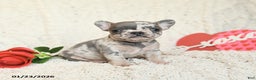French Bulldog dogs for sale: Beverly - Ad 3