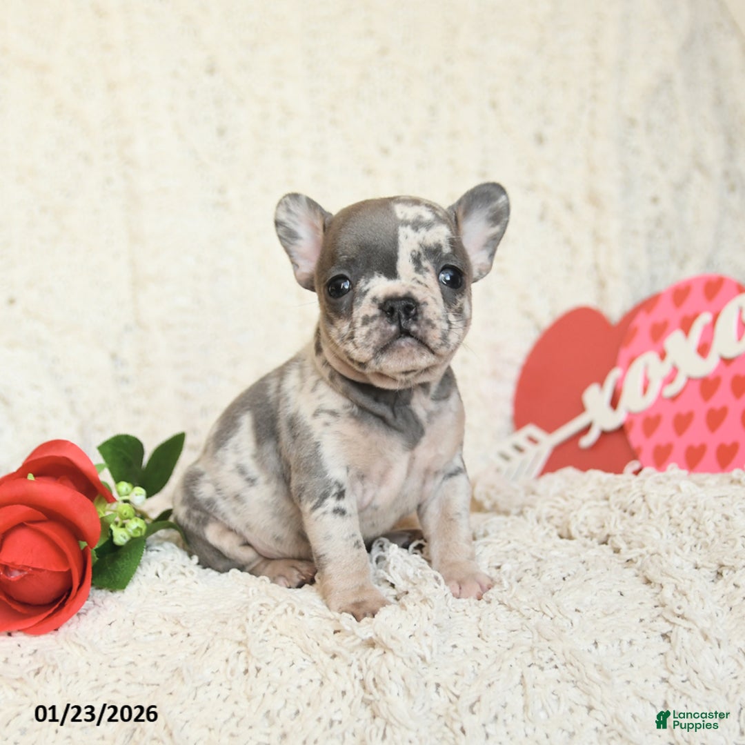 French Bulldog dogs for sale: Beverly - Ad 3