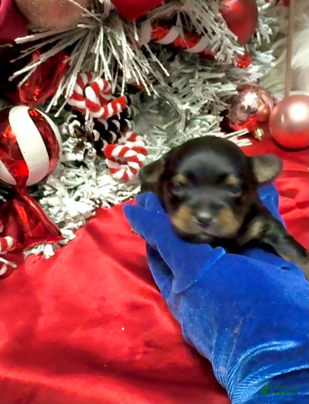 Yorkshire Terrier dogs for sale: Rigatoni  - Ad 2