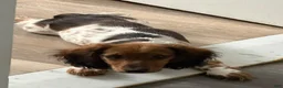 Miniature Dachshund dogs for sale: Miniature Dachshund 1 - Ad 3