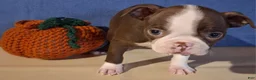 Boston Terrier dogs for sale: Inez - Ad 2