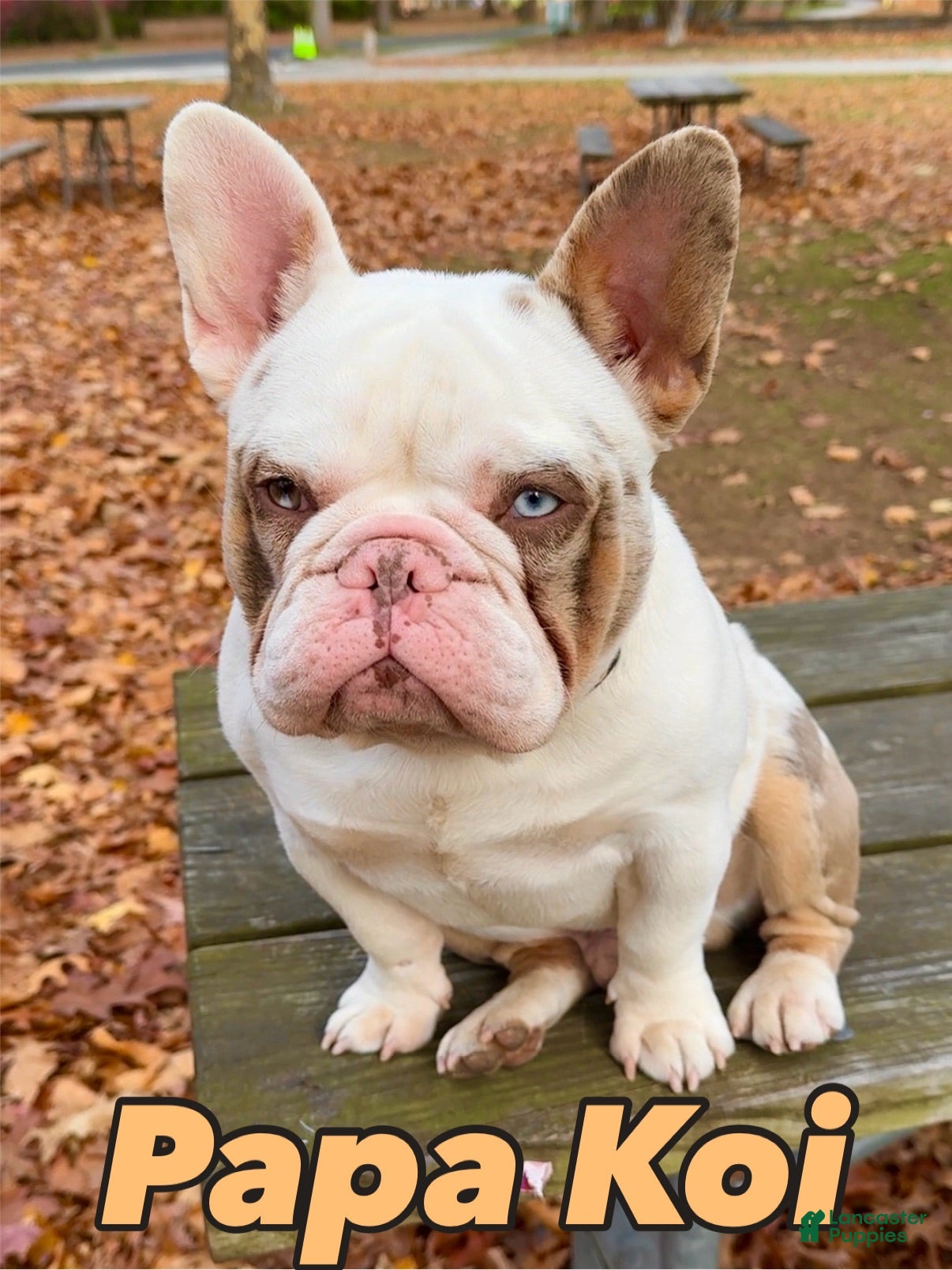 French Bulldog dogs Papa Koi - Ad 4