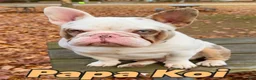 French Bulldog dogs for stud: Papa Koi - Ad 1