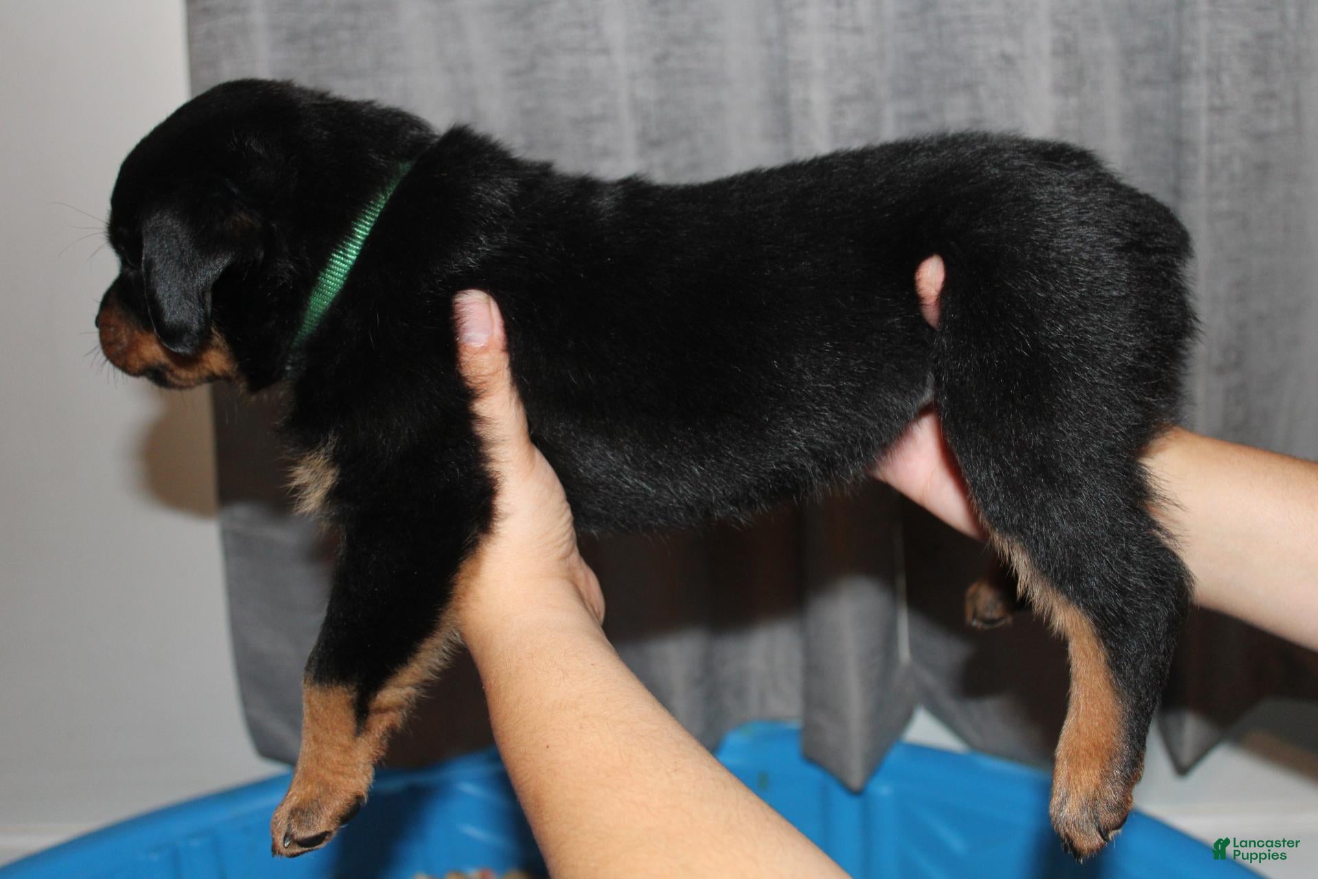 Rottweiler dogs Mr. Dark Green - Ad 2