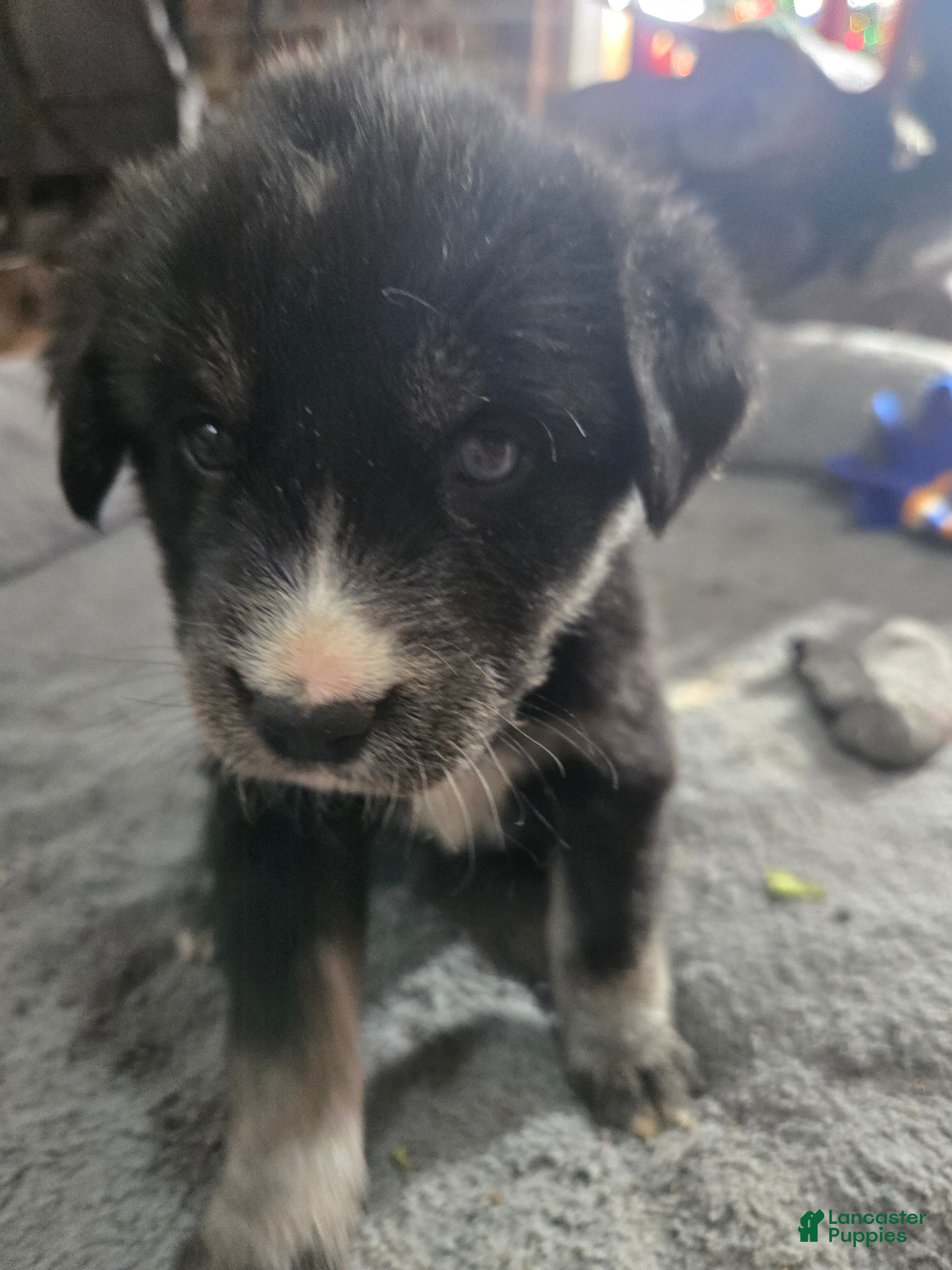 Goberian dogs Goberian yellow Puppy 1 - Ad 21