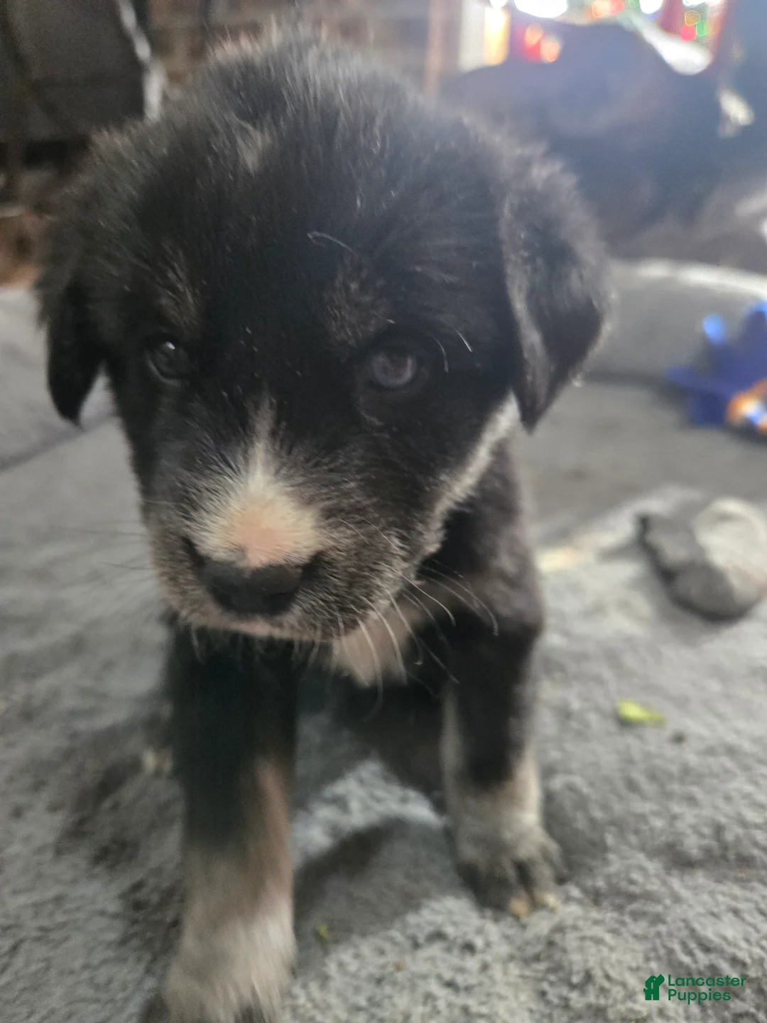 Goberian dogs for sale: Goberian yellow Puppy 1 - Ad 1