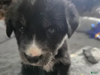 Goberian dogs Goberian yellow Puppy 1 - Ad 11