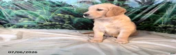 Golden Retriever dogs for sale: Carmen - Ad 3