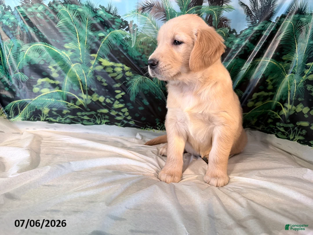Golden Retriever dogs for sale: Carmen - Ad 3