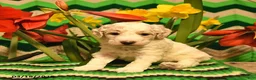 Mini Goldendoodle dogs for sale: Bobby  - Ad 3