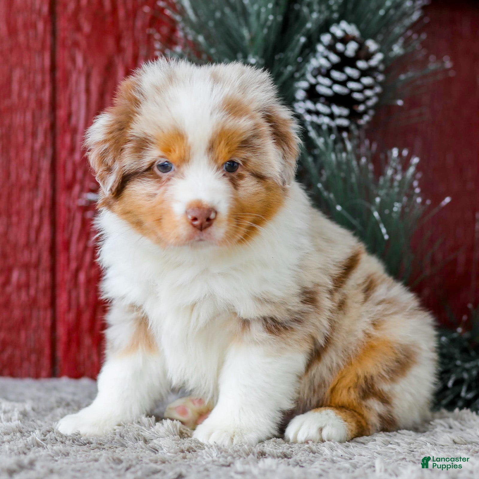 Miniature Australian Shepherd dogs Alex - Ad 1