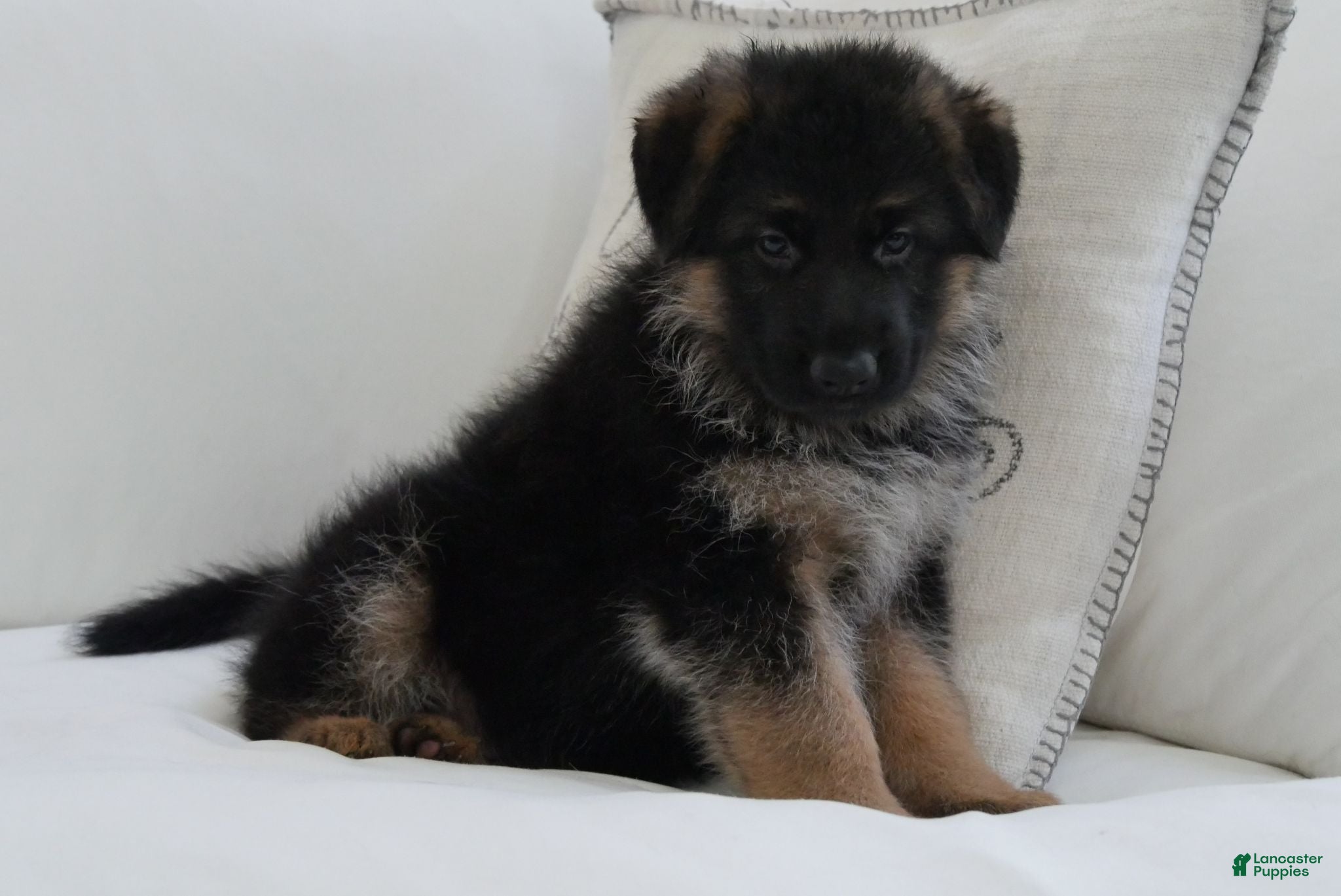 German Shepherd dogs German Shepherd Blue Collar Male Pick of Liter! - Ad 2