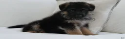 German Shepherd dogs for sale: German Shepherd Blue Collar Male Pick of Liter! - Ad 2