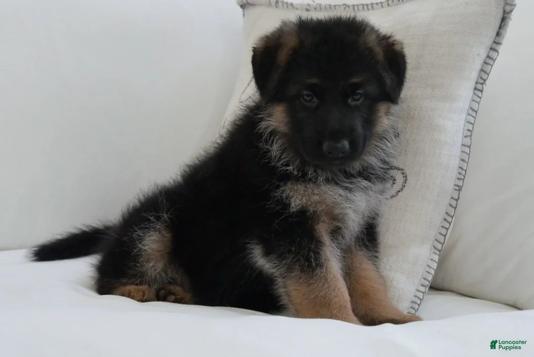 German Shepherd dogs for sale: German Shepherd Blue Collar Male Pick of Liter! - Ad 2