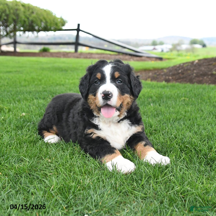 Bernese Mountain Dog dogs Bruiser - Ad 1