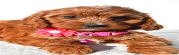 Cavapoo dogs for sale: Sweetie - Ad 5