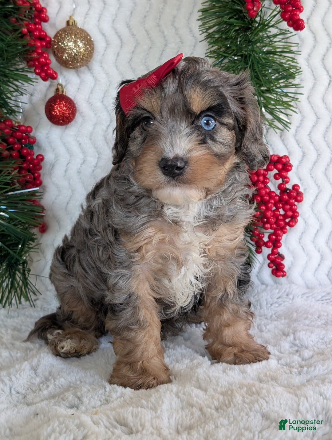 Cavapoo dogs for sale: Nemo - Ad 8