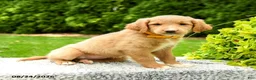 Mini Goldendoodle dogs for sale: Holly - Ad 3