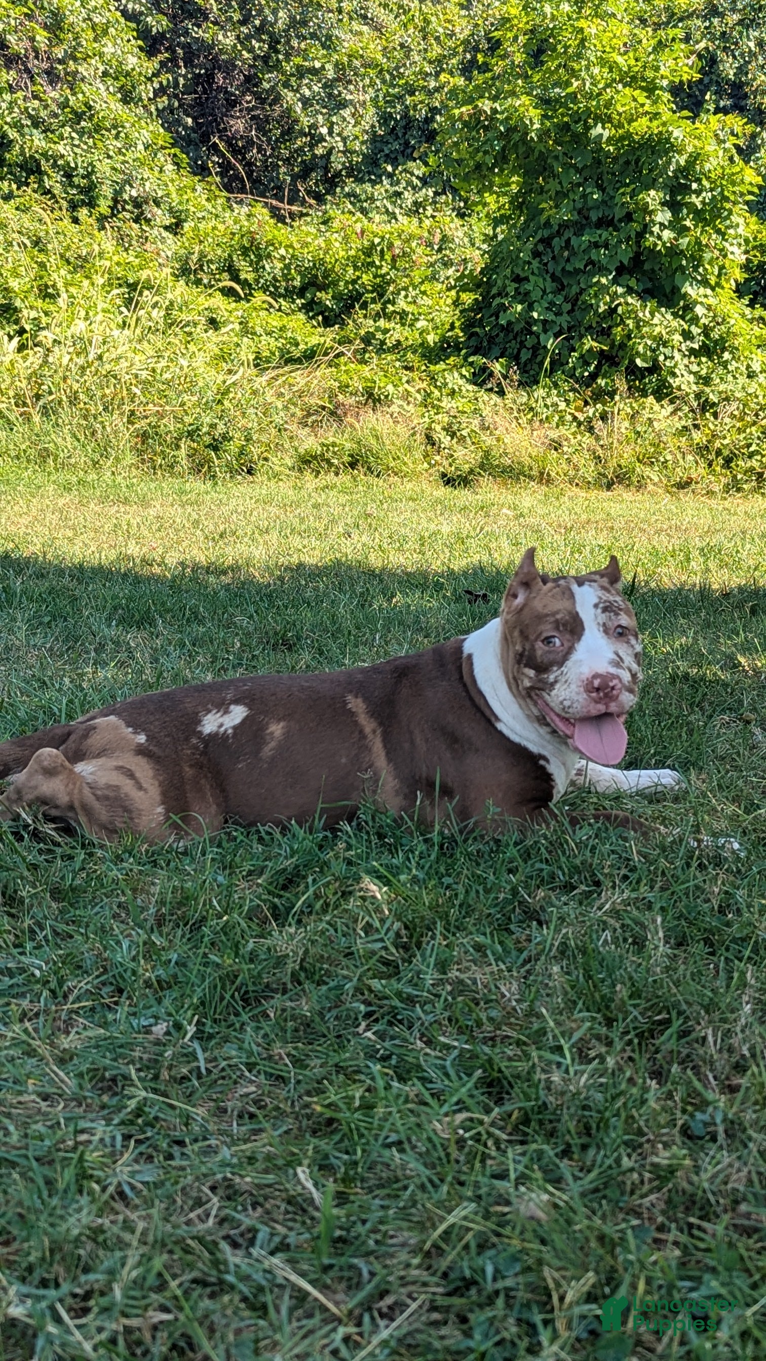 American Bully dogs Polaris - Ad 2