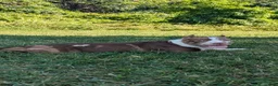 American Bully dogs for sale: Polaris - Ad 14
