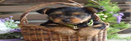 Yorkshire Terrier dogs for sale: Abby - Ad 7