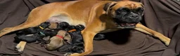 Boxer dogs for sale: Dante AKC Euro - Ad 8