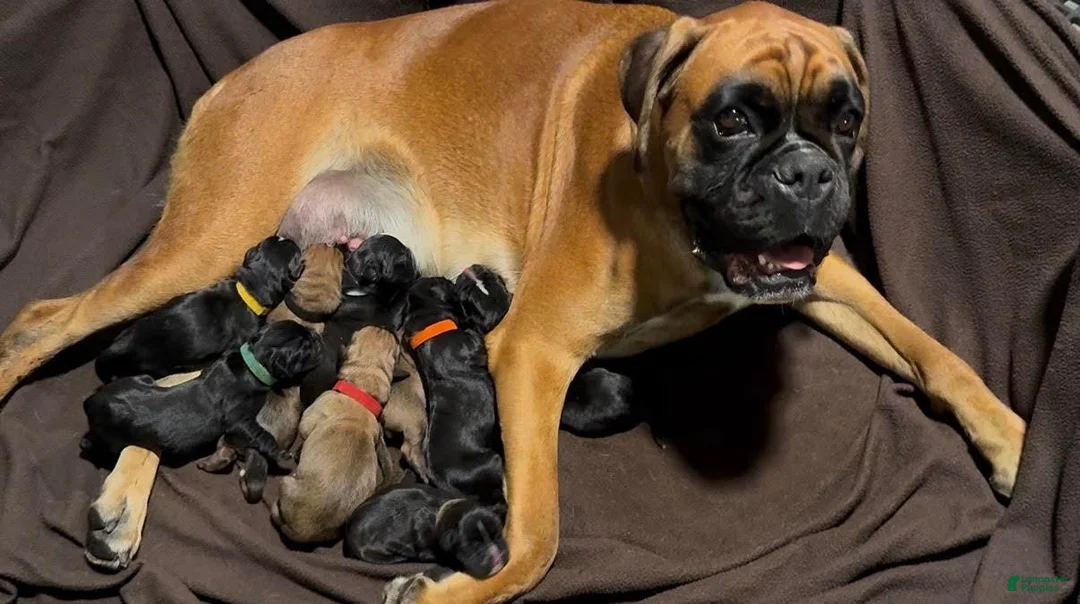 Boxer dogs for sale: Jasper AKC Euro - Ad 10