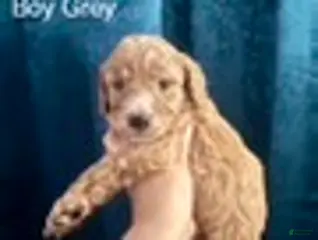 Australian Labradoodle dogs for sale: Grey Boy - Ad 1