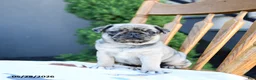 Pug dogs for sale: Linda - Ad 3