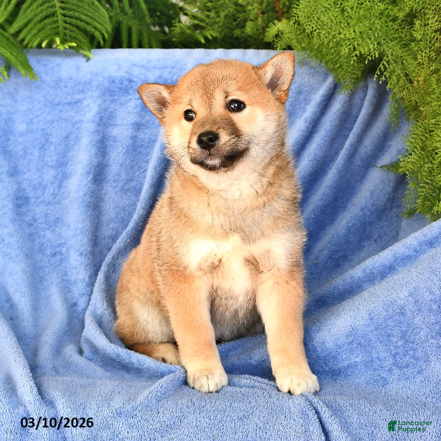 Shiba Inu dogs Dick  - Ad 1