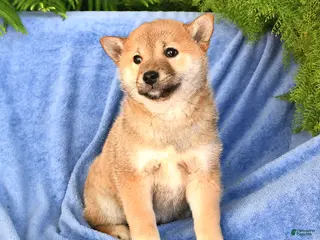 Shiba Inu dogs for sale: Dick - Ad 3