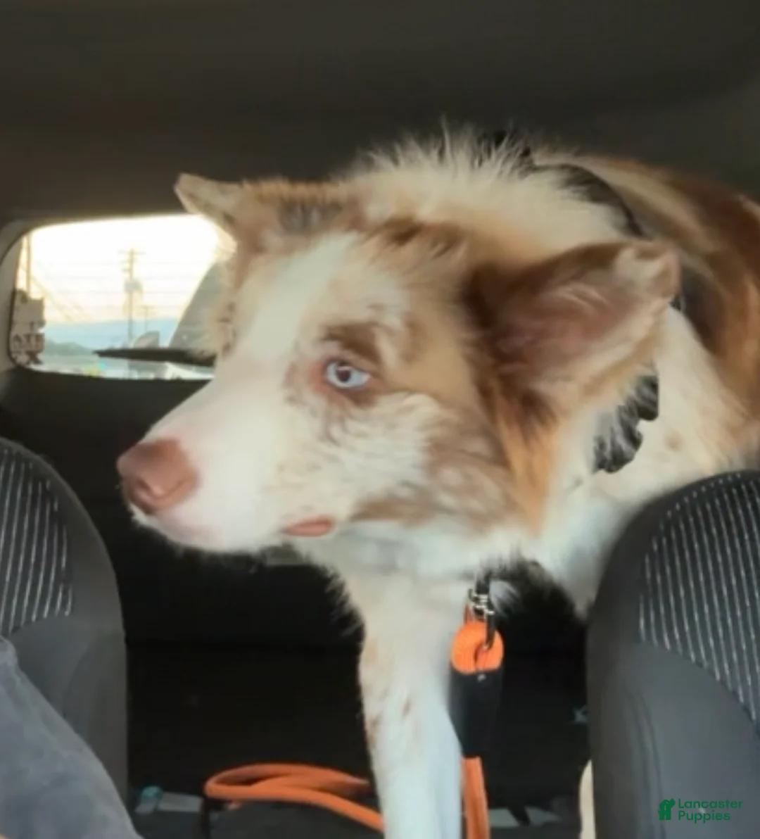 Mixed Breed dogs for sale: Dippy - Ad 2