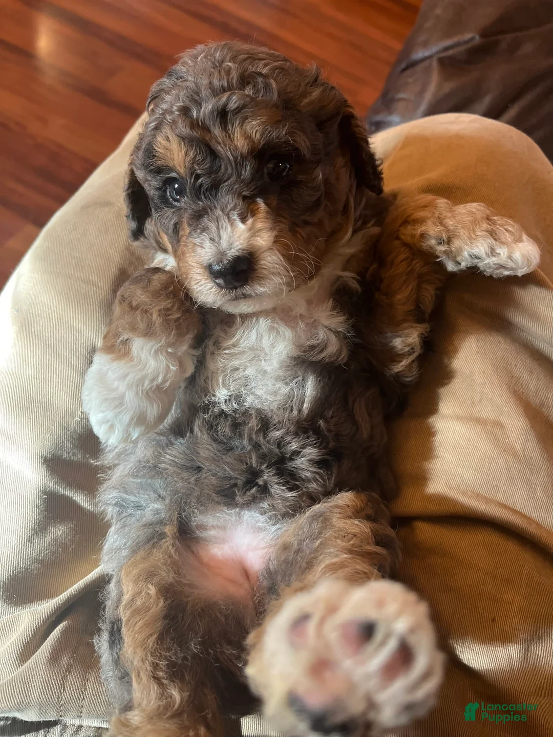 Gallery Image {{count}}