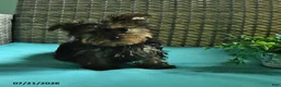 Yorkshire Terrier dogs for sale: Bex - Ad 3