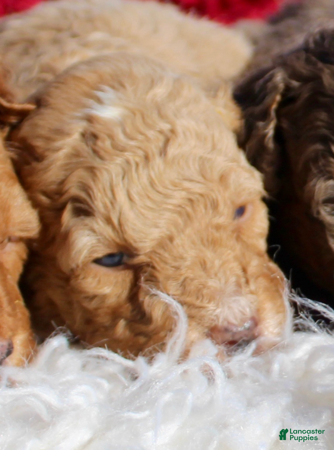 Miniature Poodle dogs for sale: Miniature Poodle Puppy 3 - Ad 1