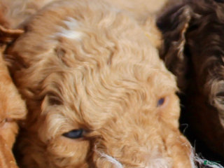 Miniature Poodle dogs Miniature Poodle Puppy 3 - Ad 11