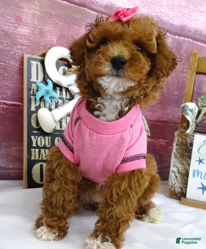 Toy Poodle dogs Saylor - Ad 2