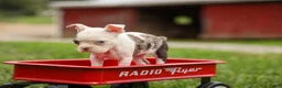 Frenchton dogs for sale: BELLA - Ad 12