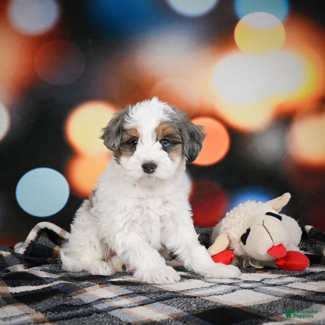 Mini Bernedoodle dogs Ginger - Ad 34