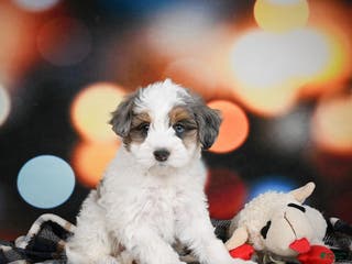 Mini Bernedoodle dogs Ginger - Ad 34