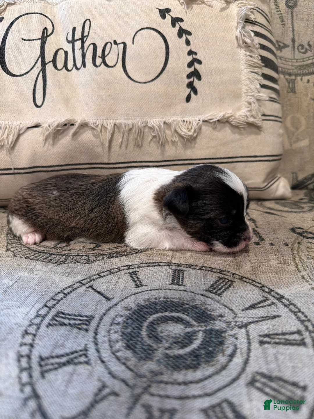 Shorkie dogs for sale: Auggie - Ad 2
