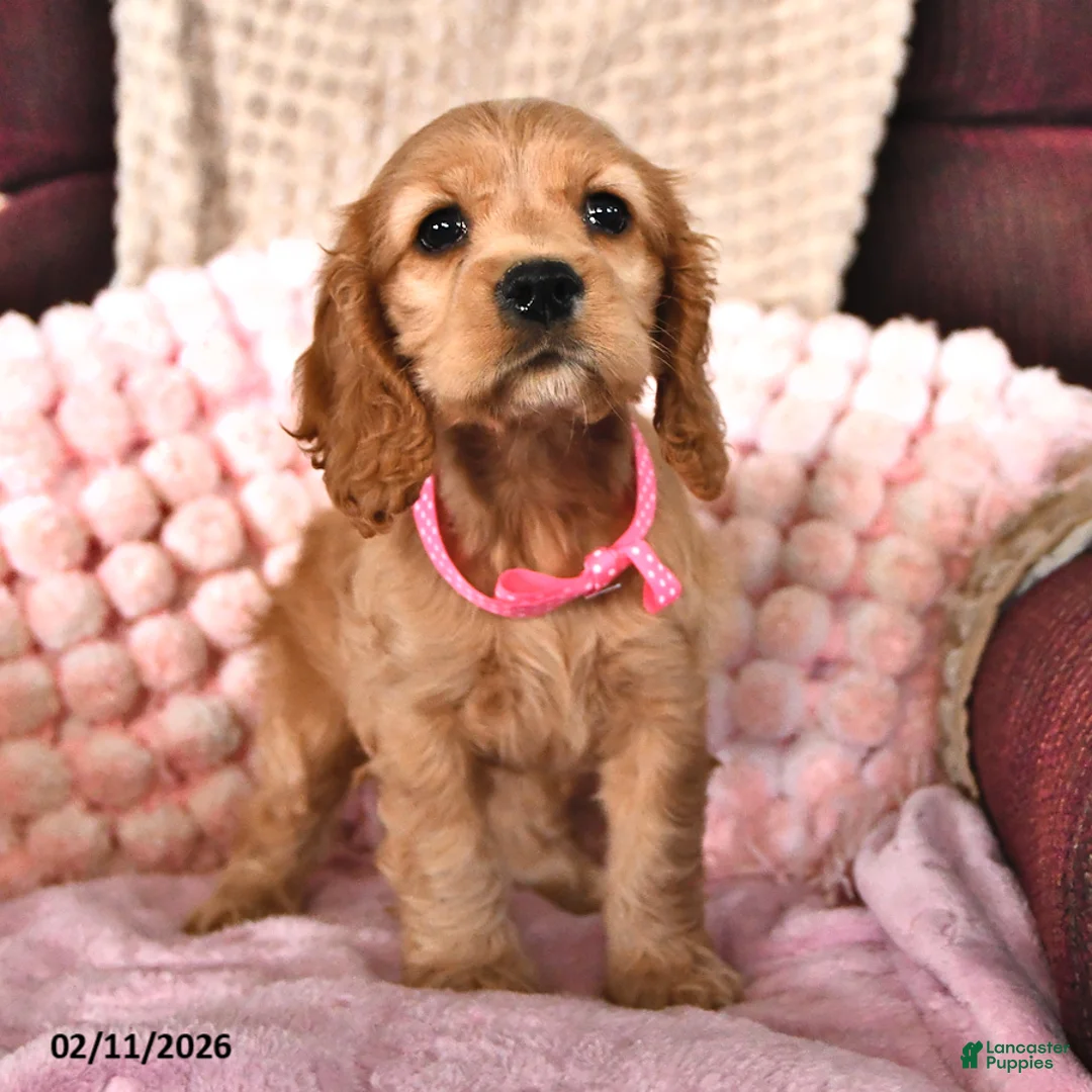 English Cocker Spaniel dogs for sale: Samantha Faye - Ad 3