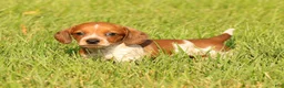 Miniature Dachshund dogs for sale: Bella - Ad 4