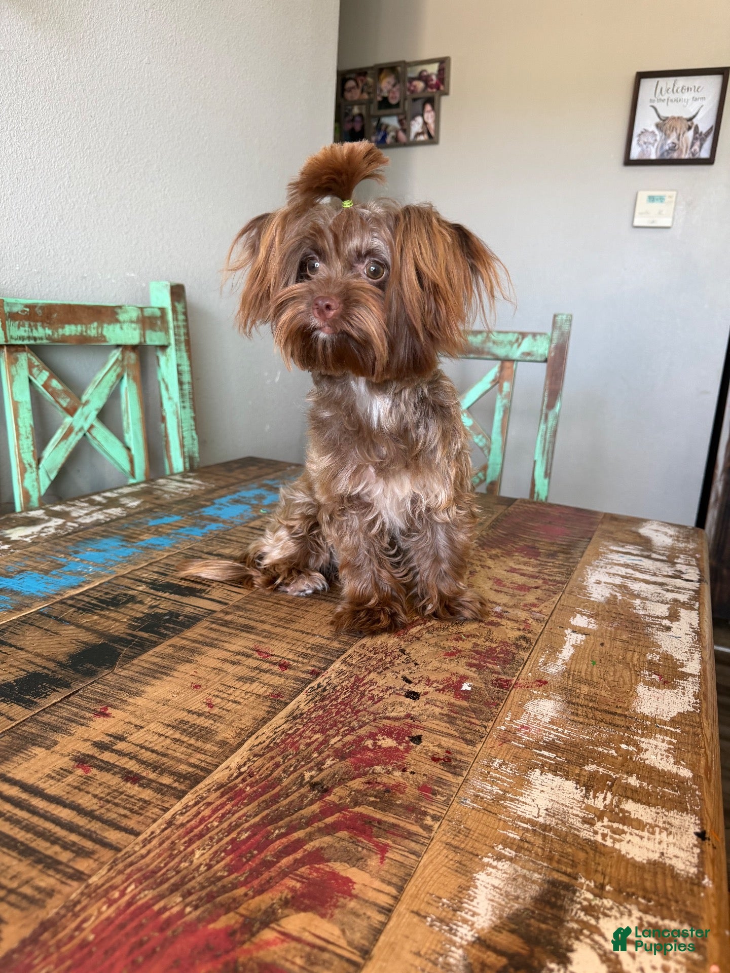 Yorkshire Terrier dogs KB Chocolate Yorkie Girl Cocobean - Ad 2