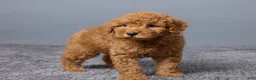 Miniature Poodle dogs for sale: Remi - Ad 3