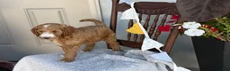 Goldendoodle dogs for sale: Capri - Ad 10